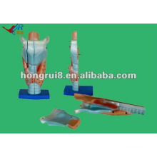 pvc anatomical larynx model